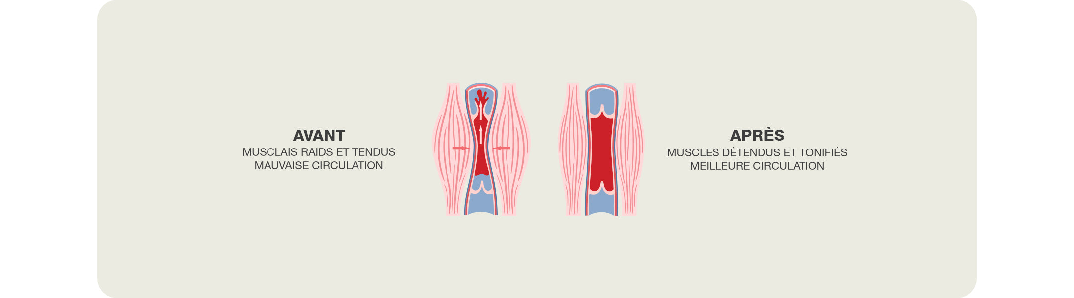 Tissu musculaire avant et après une séance de massage 